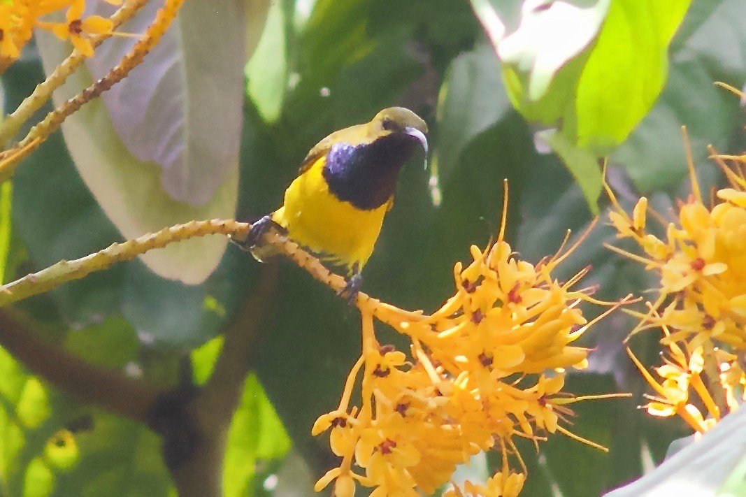 Sahul Sunbird - ML645032133