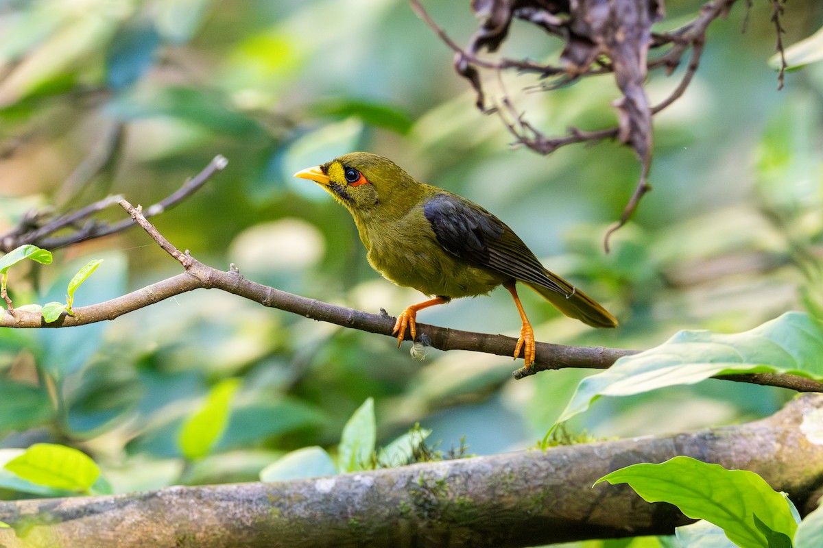 スズミツスイ - ML645032134