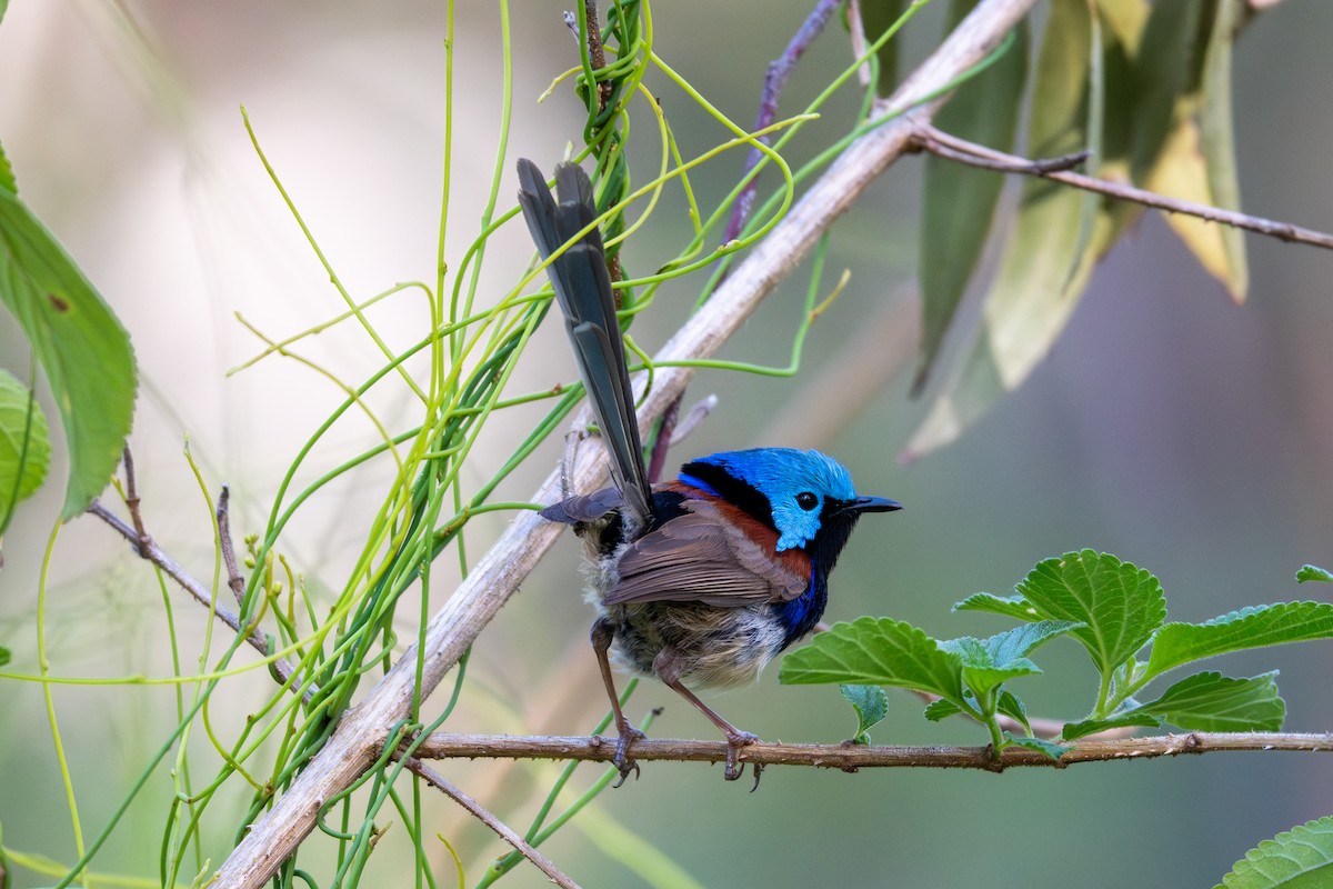 Variegated Fairywren - ML645032156