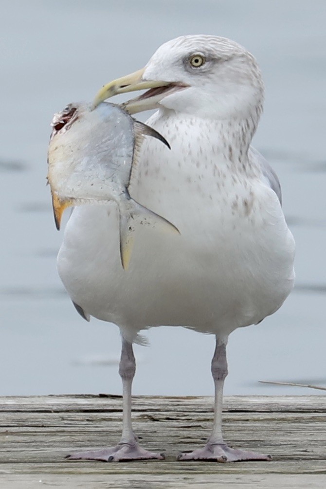 American Herring Gull - ML645032158