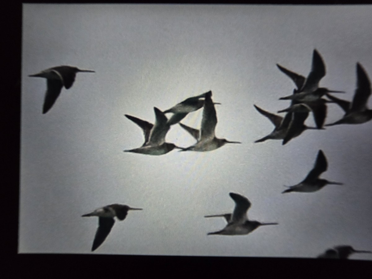 Short-billed/Long-billed Dowitcher - ML645032165