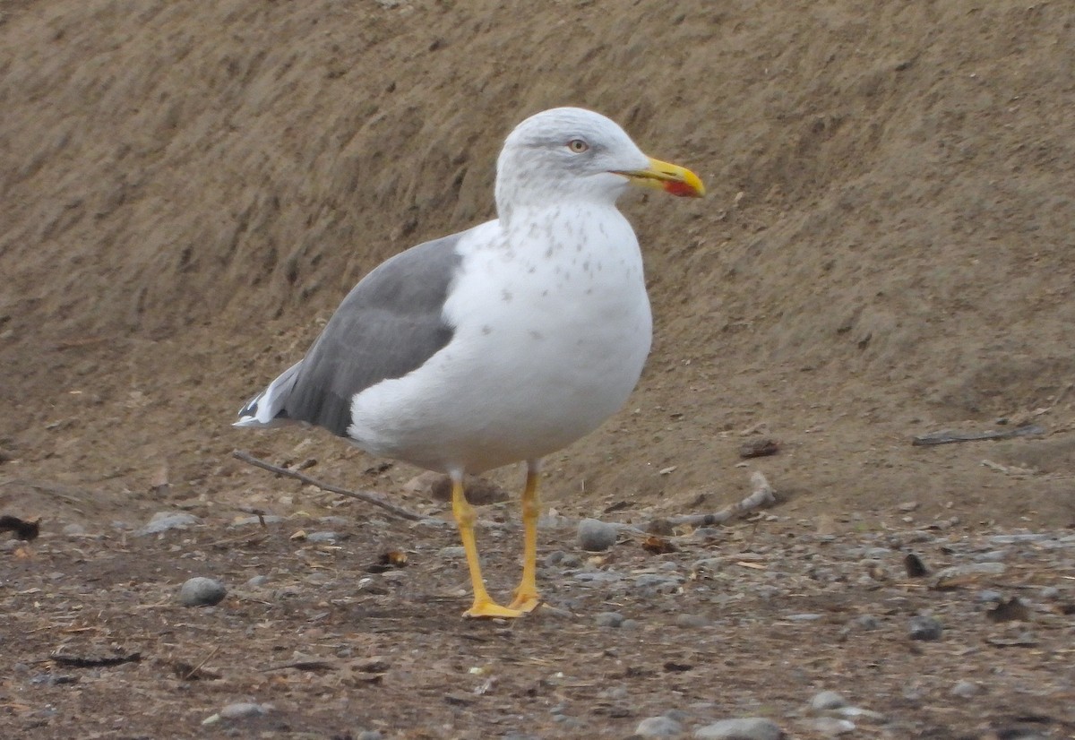 Бэсрэг цахлай - ML645032166