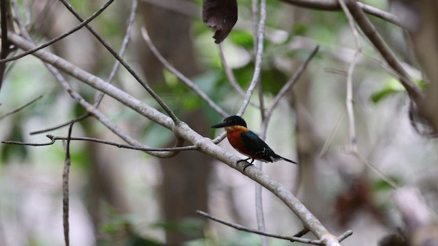 bronseisfugl - ML645032170