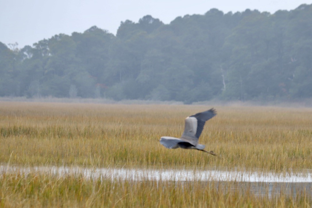 Great Blue Heron - ML645032189