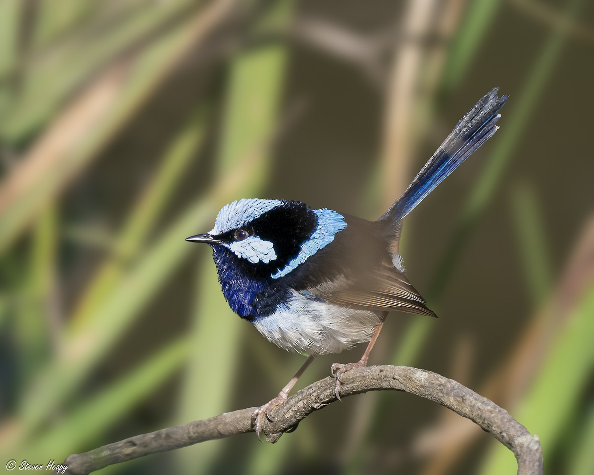 Superb Fairywren - ML645032190