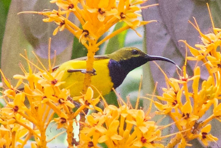 Sahul Sunbird - ML645032192
