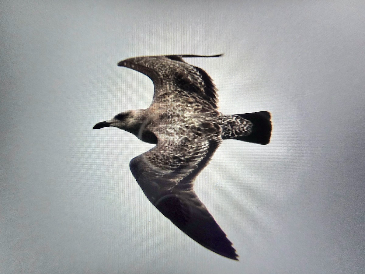 American Herring Gull - ML645032194