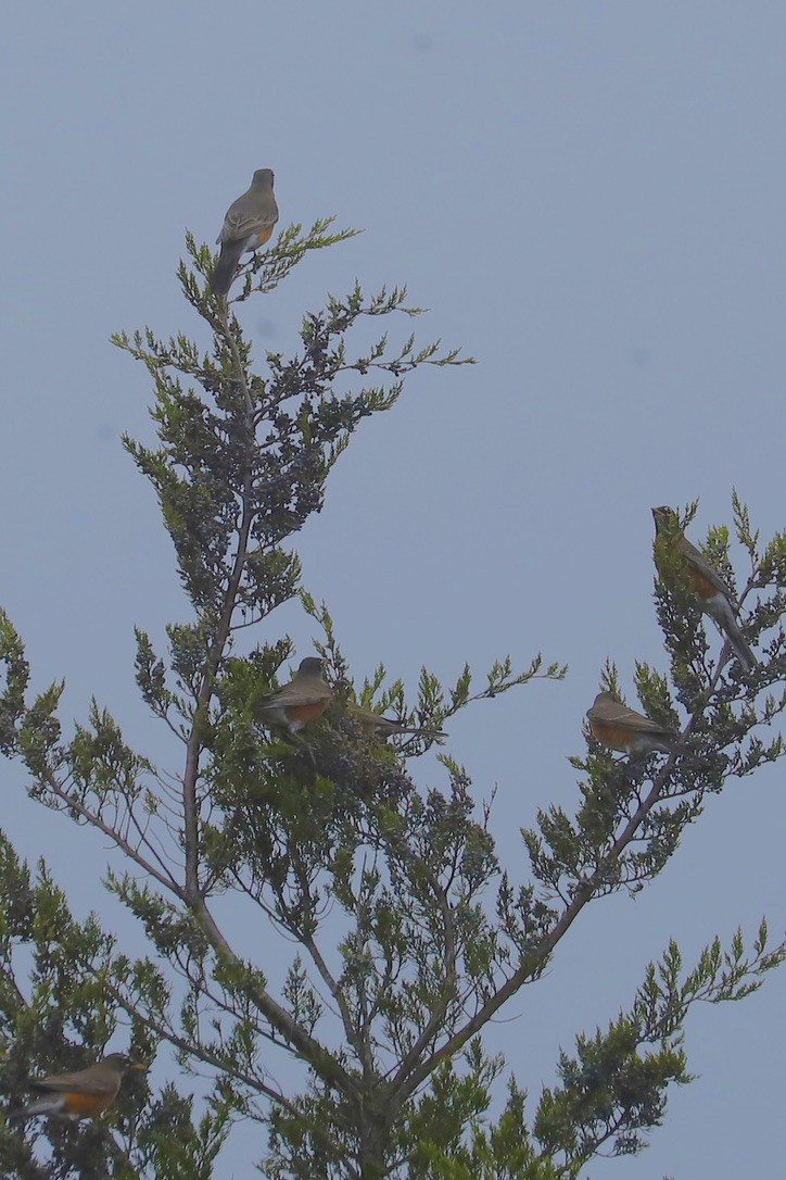American Robin - ML645032196