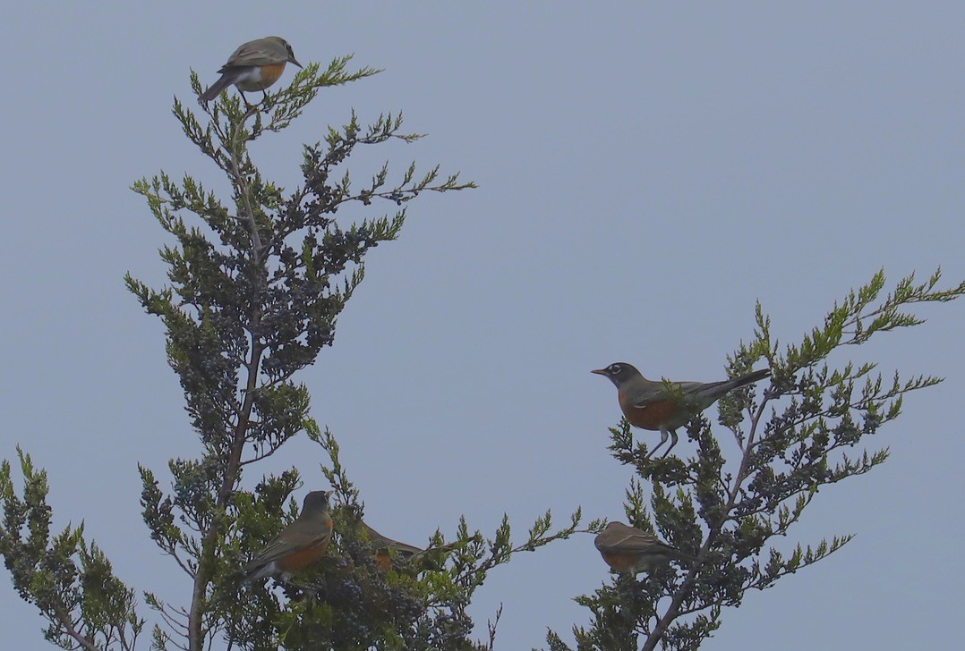 American Robin - ML645032197