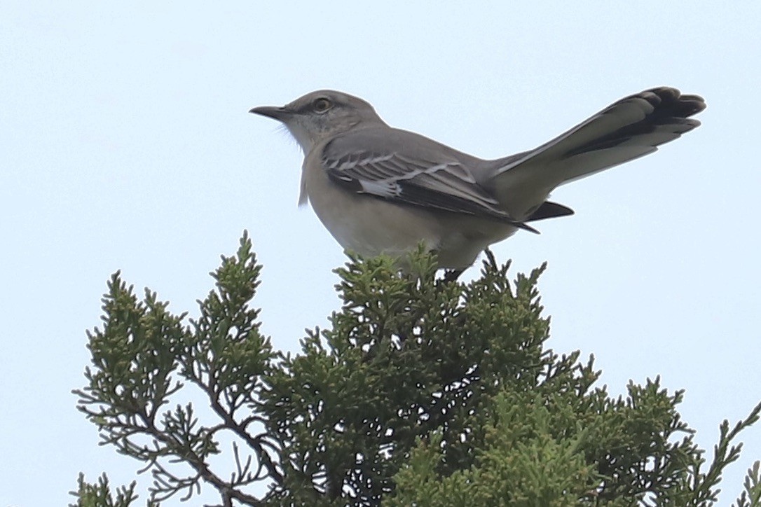 Northern Mockingbird - ML645032202