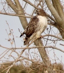 Red-tailed Hawk - ML645032203