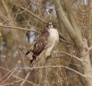 Red-tailed Hawk - ML645032204