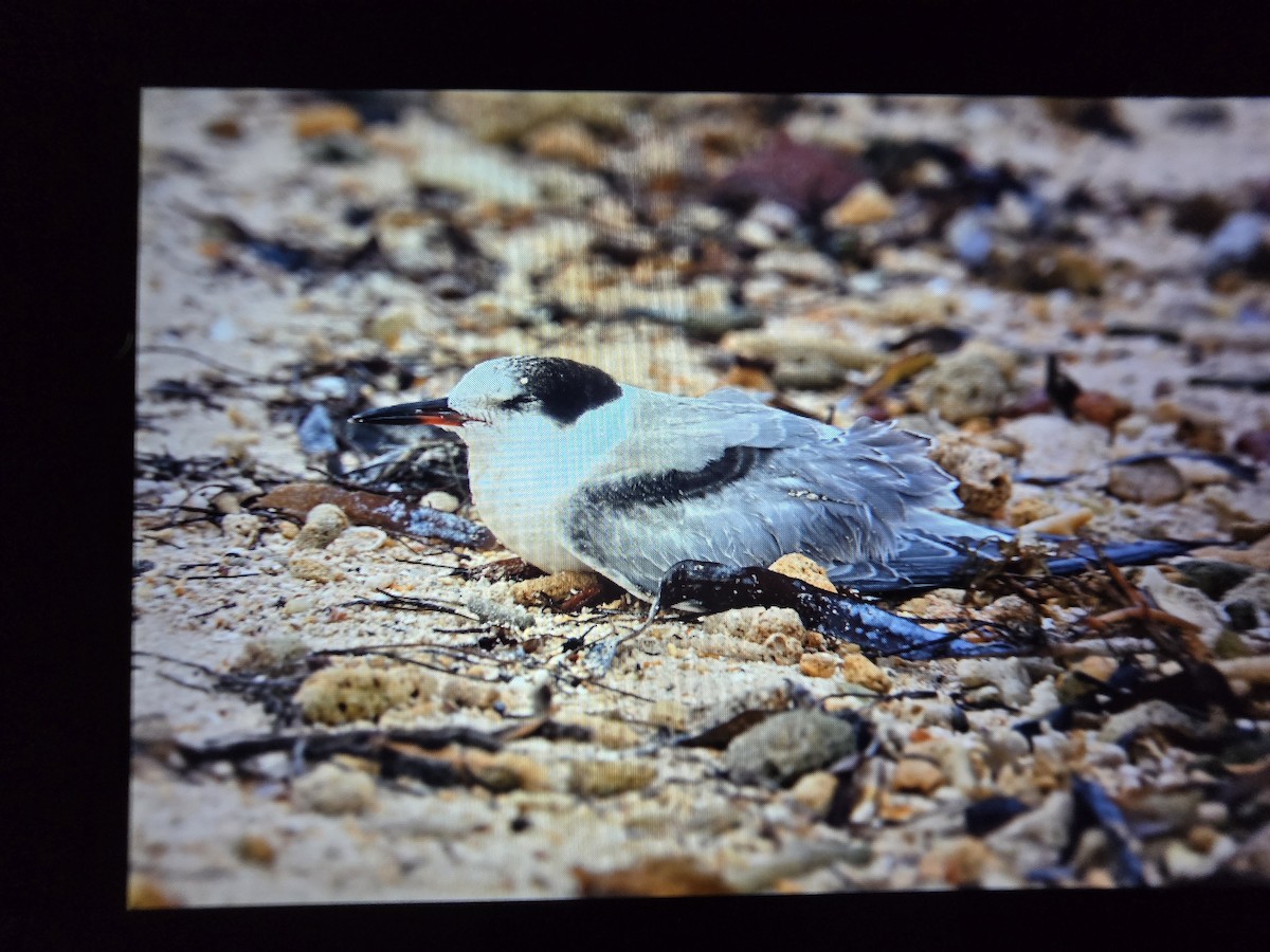 Common Tern - ML645032205