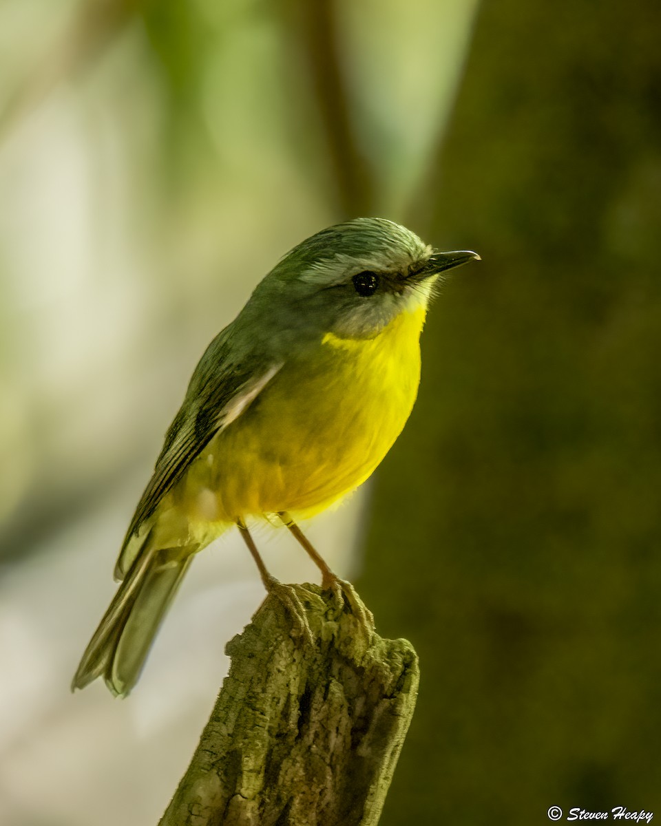 Королець жовтий - ML645032210