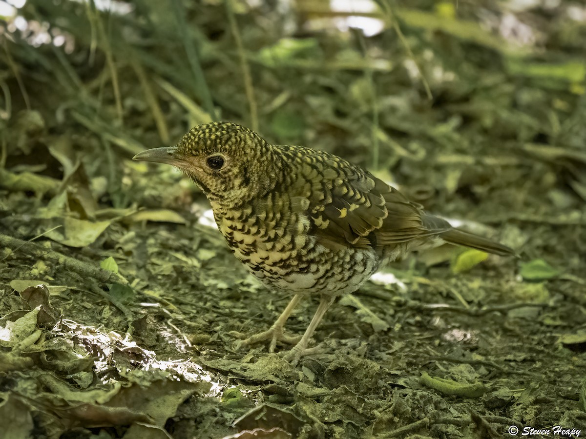 Bassian Thrush - ML645032217