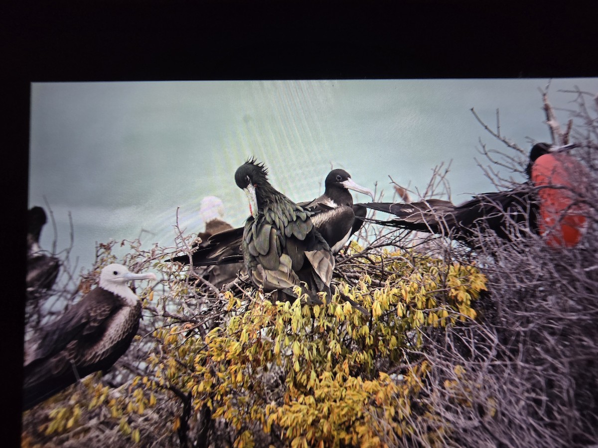 Magnificent Frigatebird - ML645032218