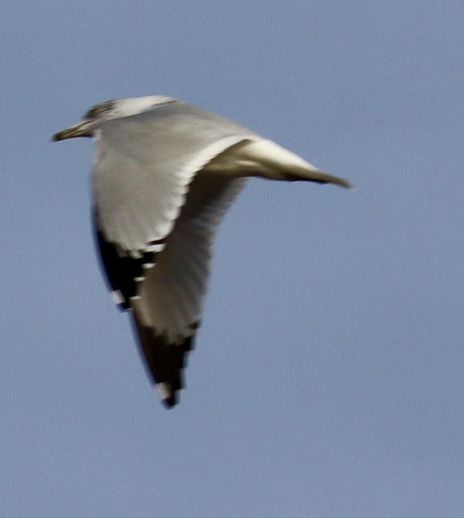 Ring-billed Gull - ML645032221