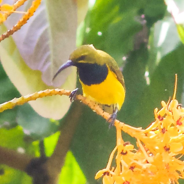 Sahul Sunbird - ML645032225