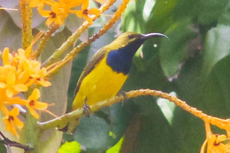 Sahul Sunbird - ML645032226