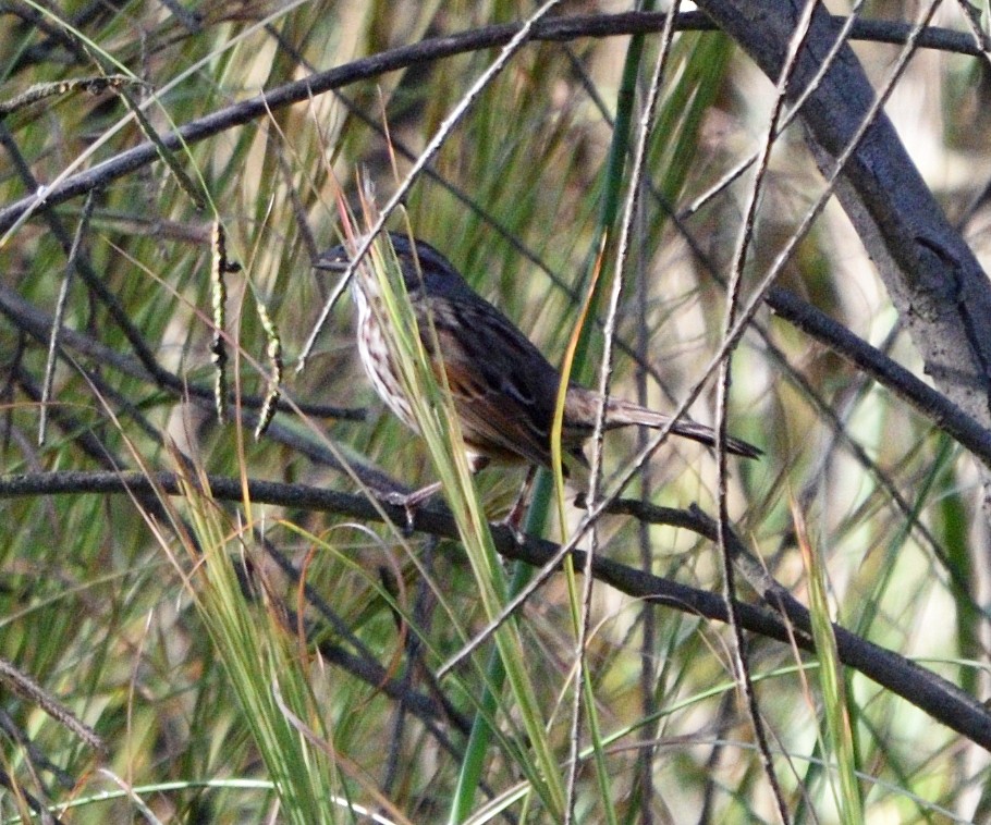 Song Sparrow - ML645032227