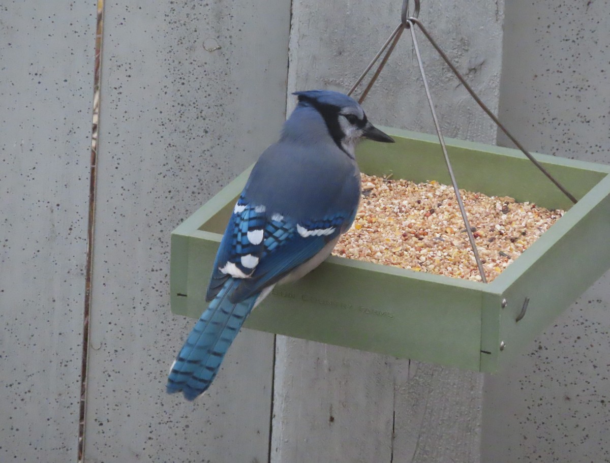 Geai bleu - ML645032230