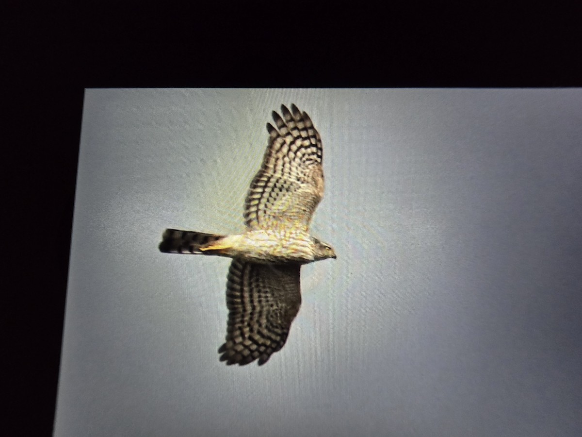 Sharp-shinned Hawk - ML645032232