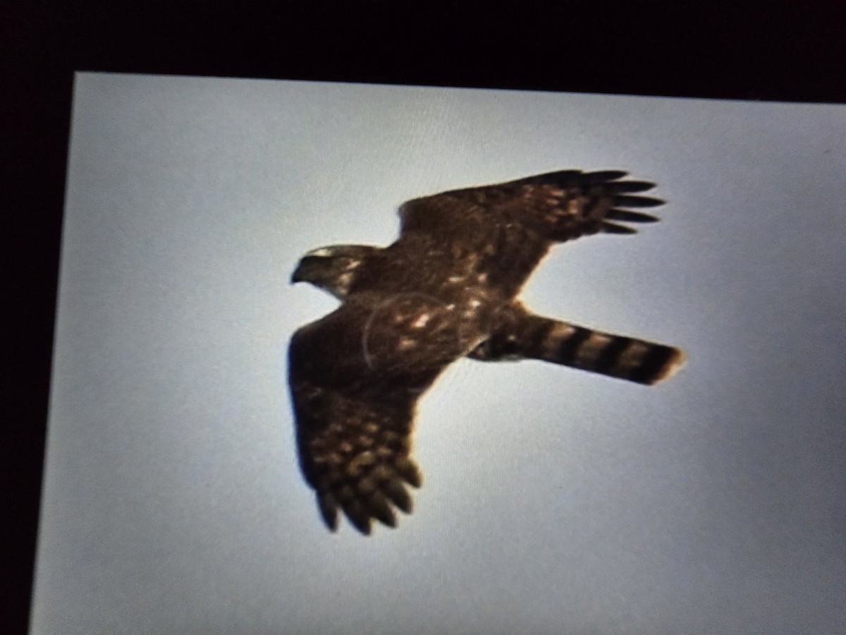 Sharp-shinned Hawk - ML645032233