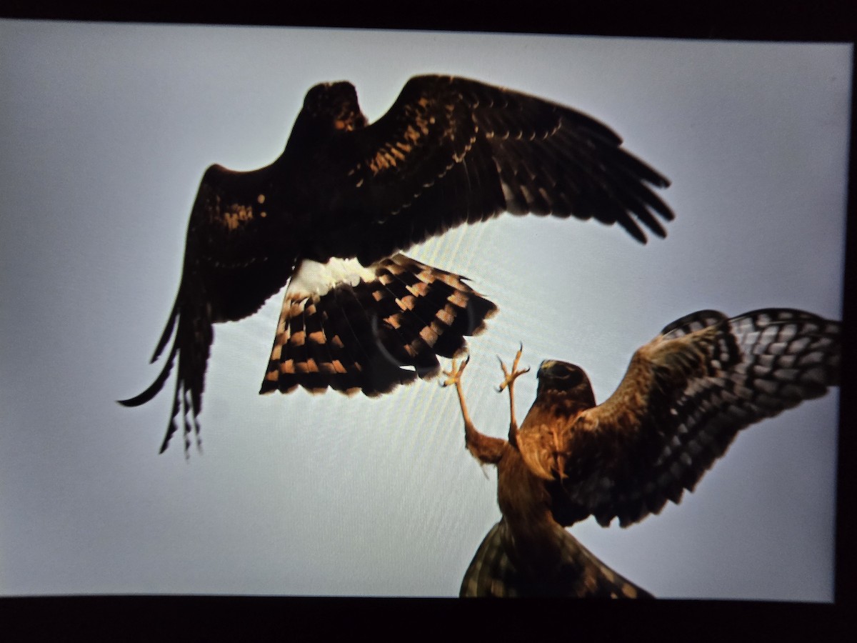 Northern Harrier - ML645032234