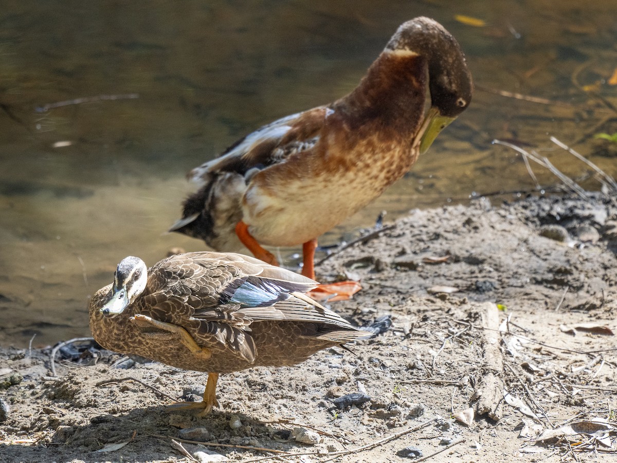 Pacific Black Duck - ML645032236