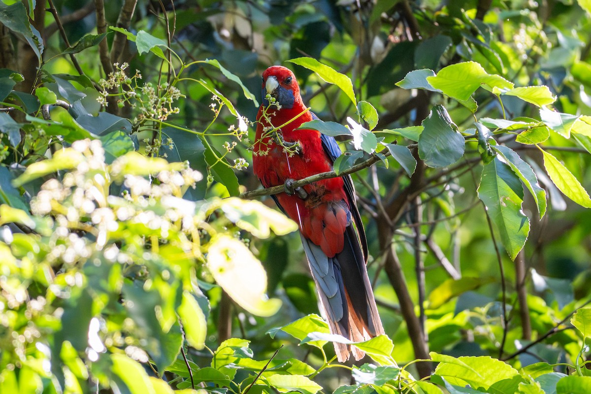 Crimson Rosella - ML645032244