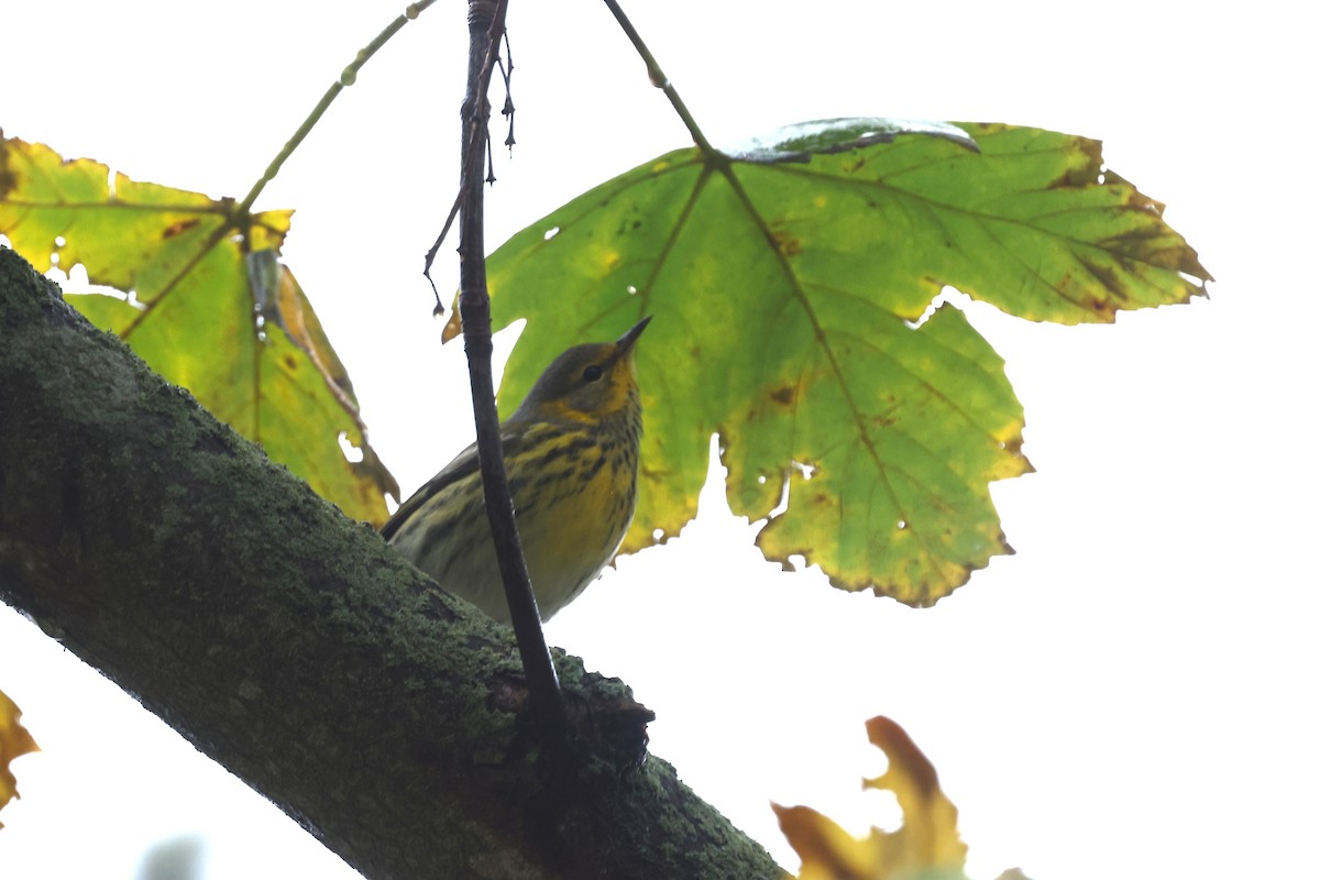 Cape May Warbler - ML645032248