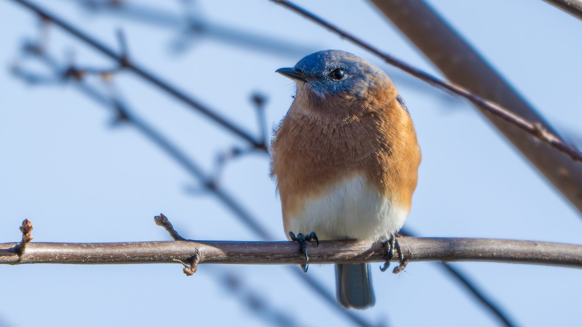 Azulejo Oriental - ML645032254