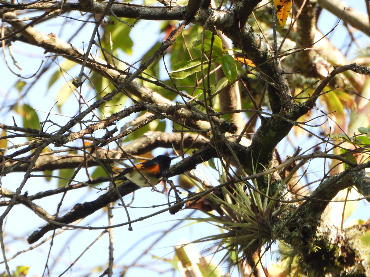 American Redstart - ML645032262