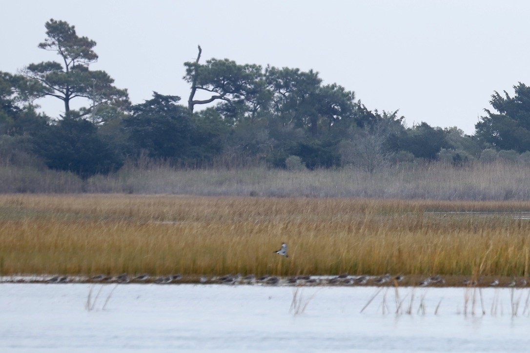 Martin handi iparramerikarra - ML645032263