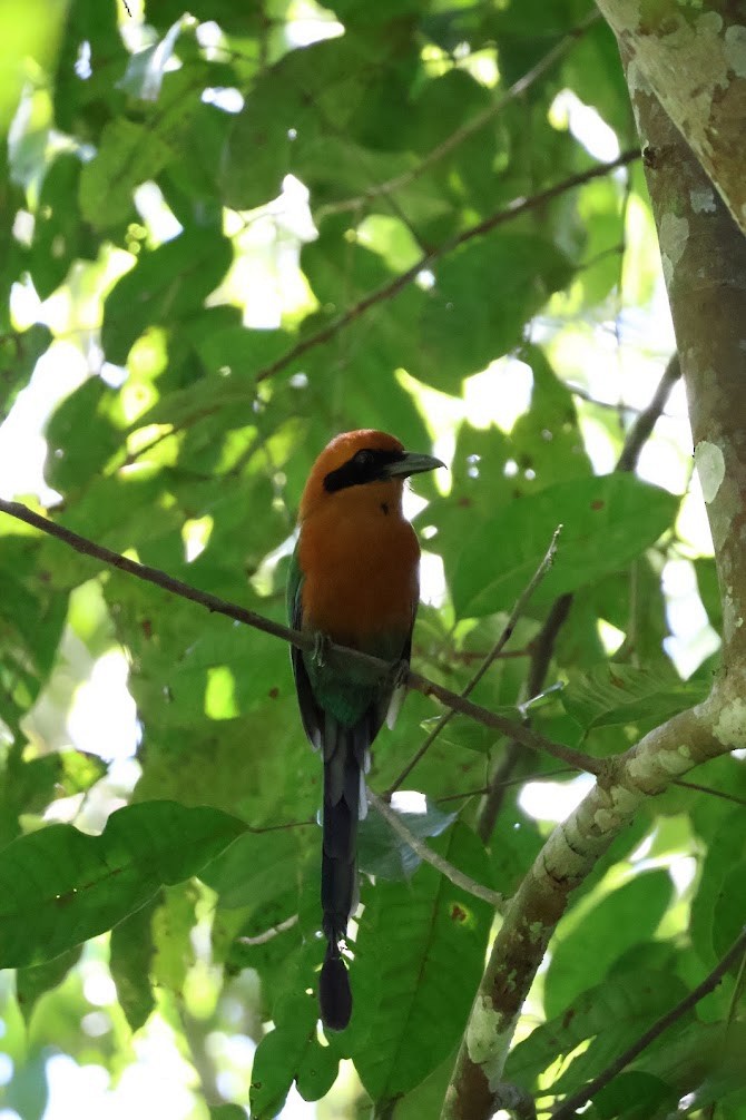 Rufous Motmot - ML645032264
