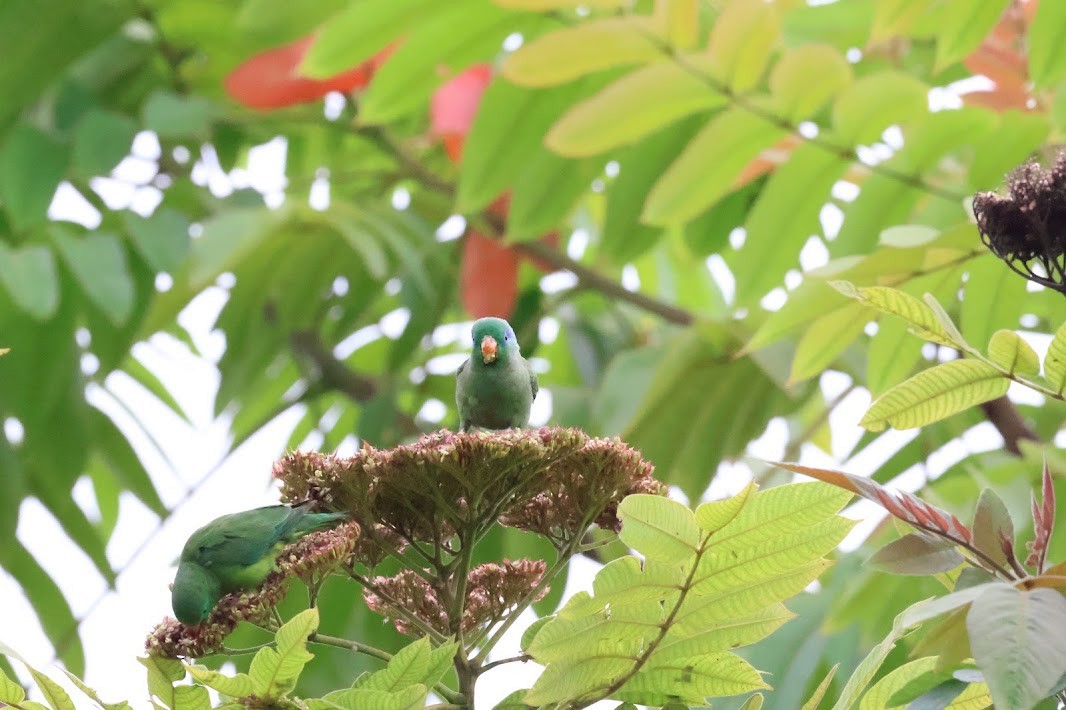 Spectacled Parrotlet - ML645032266