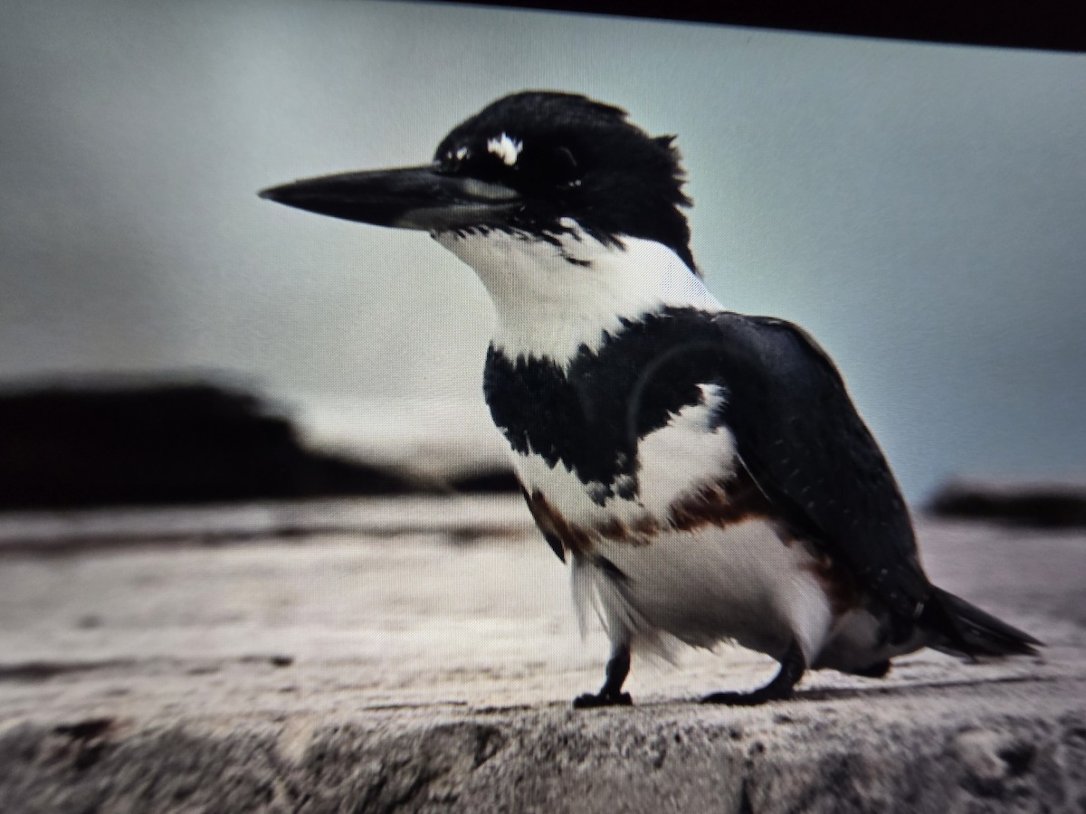 Belted Kingfisher - ML645032272