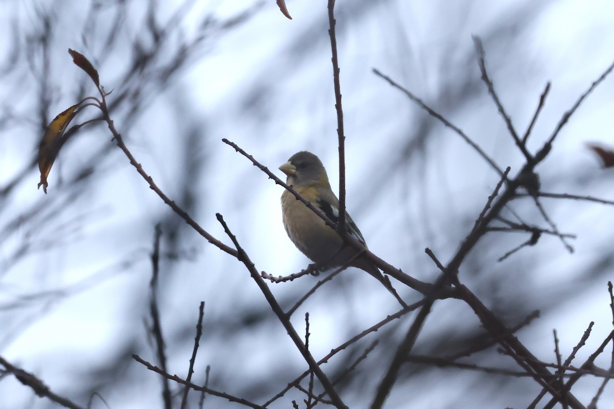 Evening Grosbeak (Eastern or type 3) - ML645032274