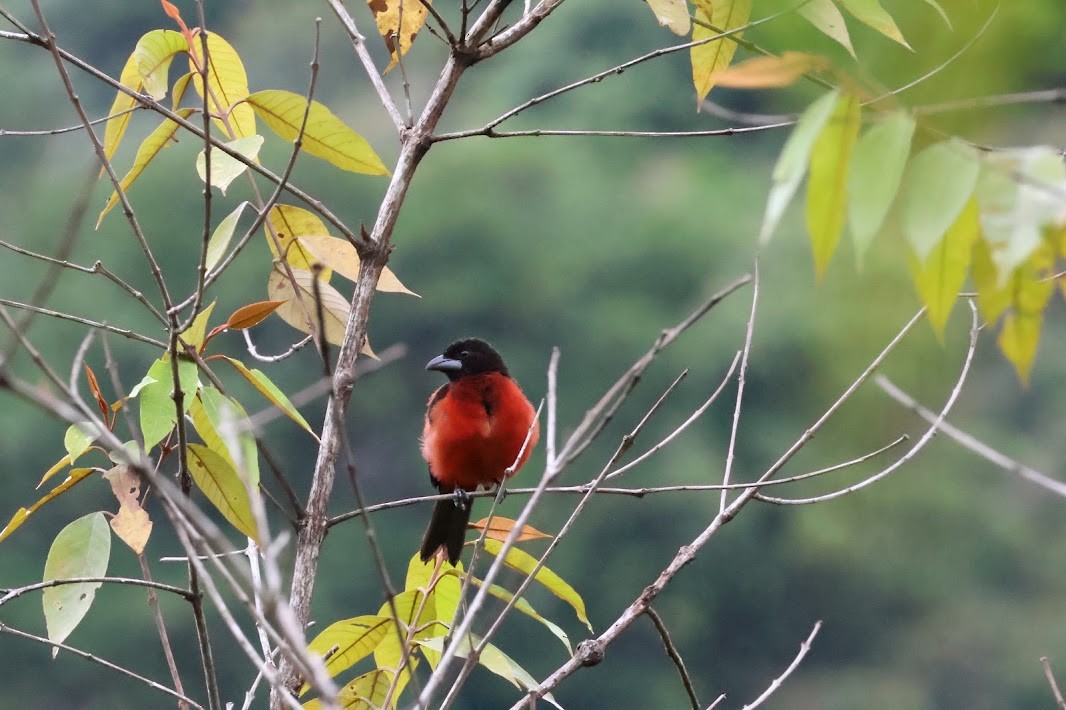 Crimson-backed Tanager - ML645032275