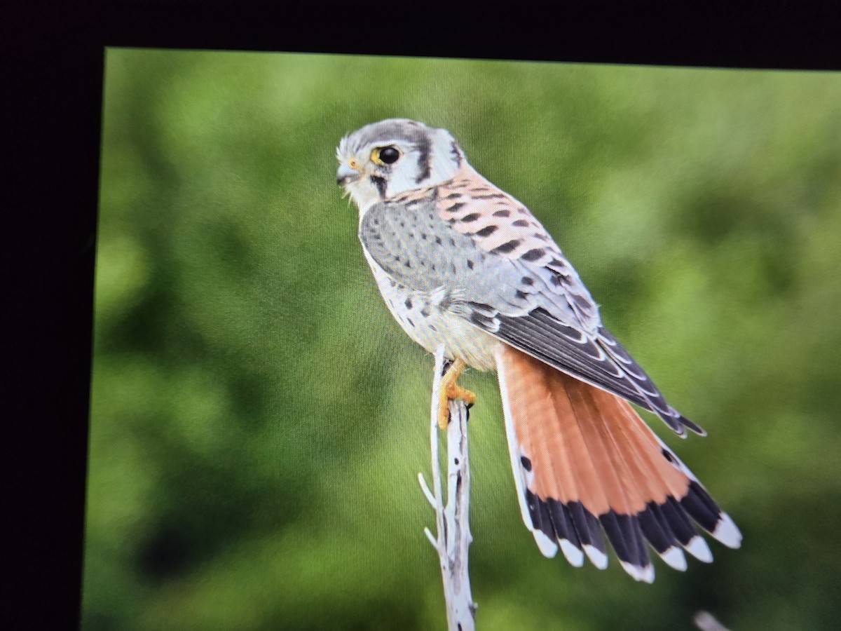 American Kestrel - ML645032276