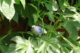 Blue-gray Tanager - ML645032277