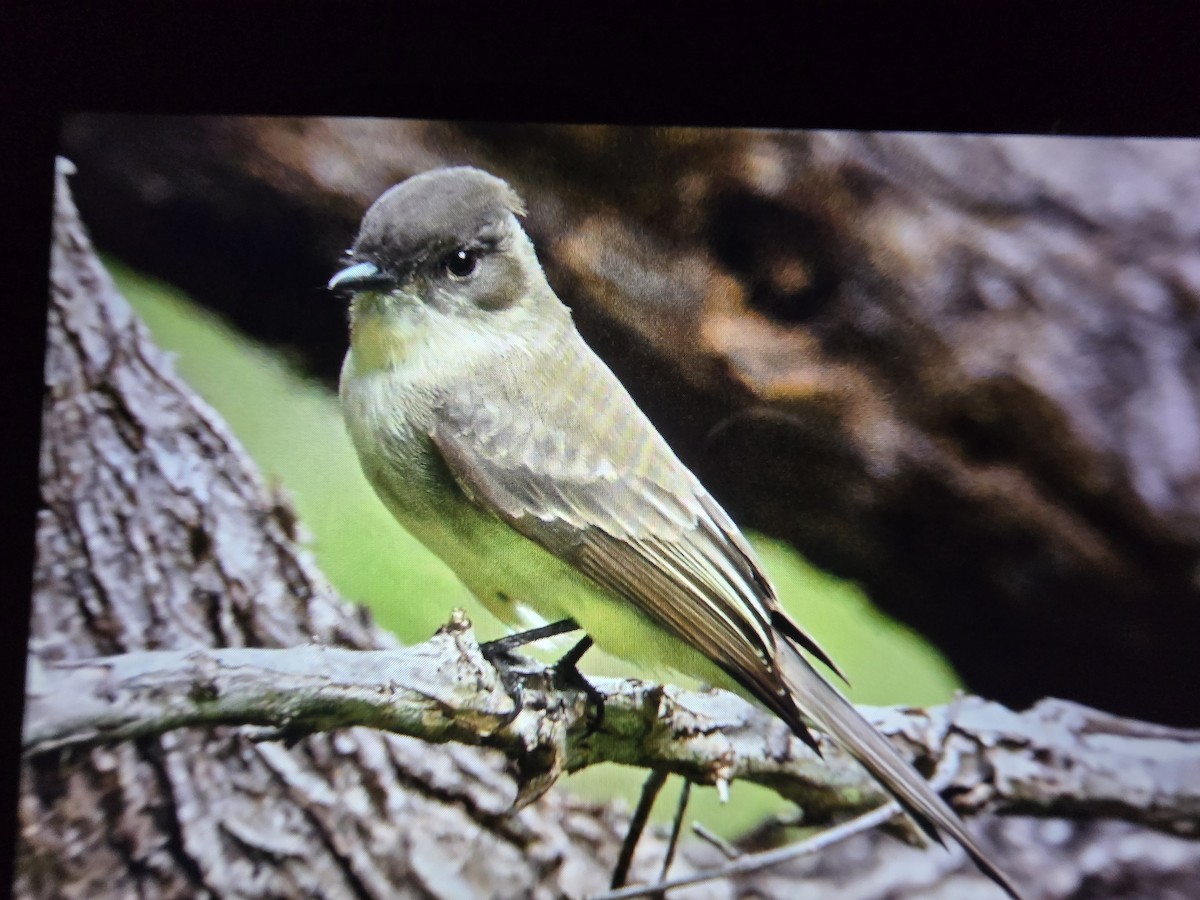 Eastern Phoebe - ML645032279