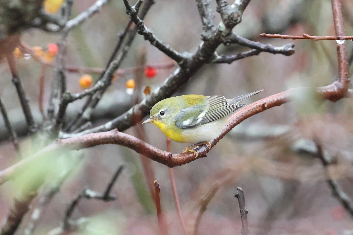 Northern Parula - ML645032282
