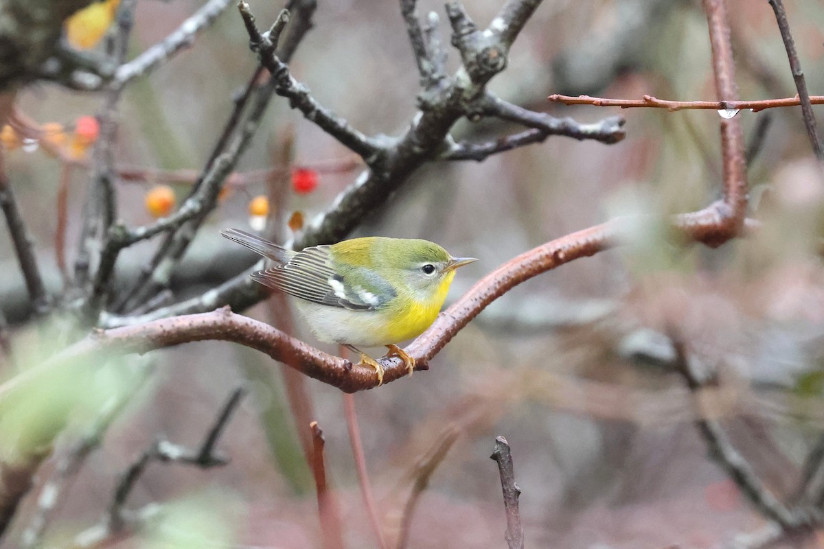 Northern Parula - ML645032283