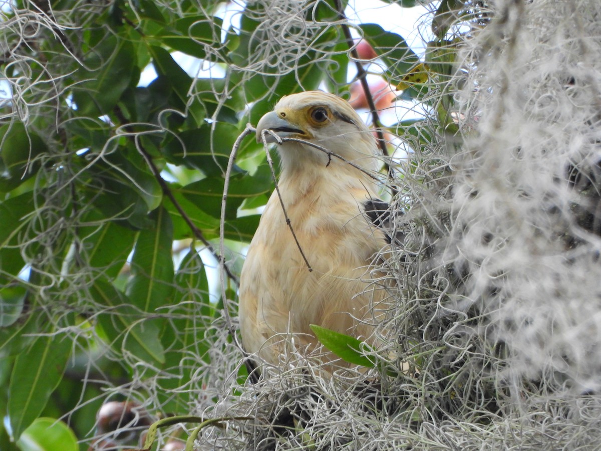 Yellow-headed Caracara - ML645032285