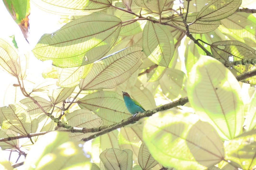 Рыжеголовая танагра - ML645032287