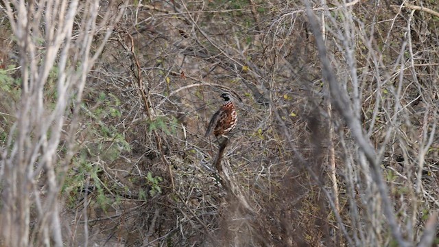Black-throated Bobwhite - ML645032294