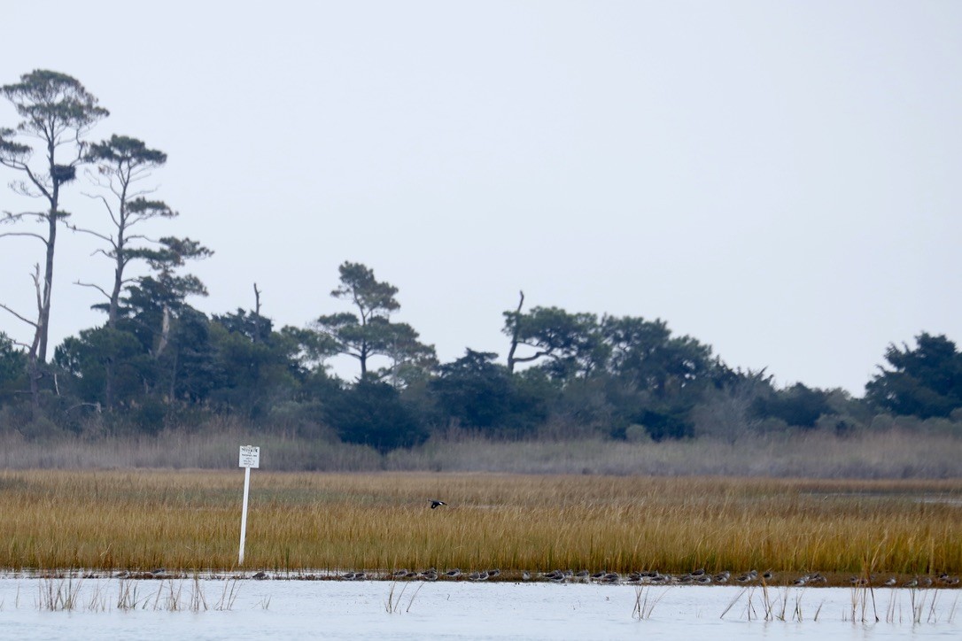 Greater Yellowlegs - ML645032295