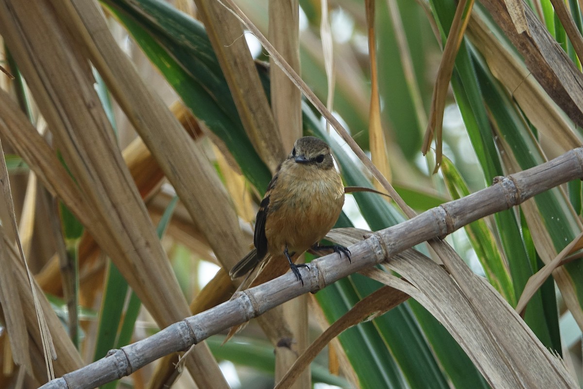 Rufescent Flycatcher - ML645032297