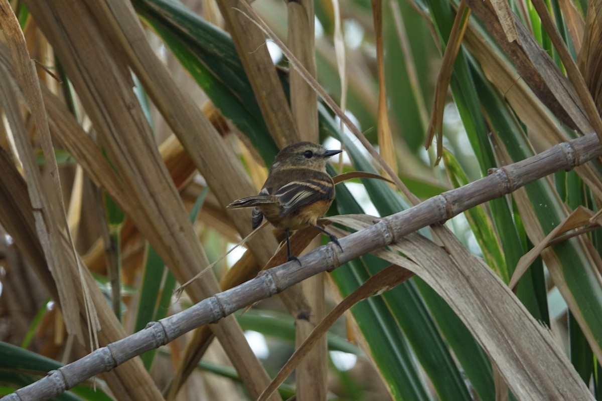 Rufescent Flycatcher - ML645032298